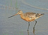 Punakuiri (Limosa lapponica) 28.07.2007 Vaasa, &Ouml;skatan. Kuva: Aarne Lahti.5