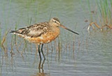 Punakuiri (Limosa lapponica) 28.07.2007 Vaasa, &Ouml;skatan. Kuva: Aarne Lahti.