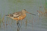 Punakuiri (Limosa lapponica) 28.07.2007 Vaasa, &Ouml;skatan. Kuva: Aarne Lahti.