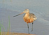 Punakuiri (Limosa lapponica) 28.07.2007 Vaasa, &Ouml;skatan. Kuva: Aarne Lahti.