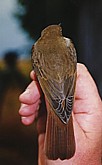 Etelänsatakieli (Luscinia megarhynchos) +1-kv., Mustasaari, Norrskär 29.09.1999. Kuva: Aarne Lahti. Etelänsatakieli (Luscinia megarhynchos) +1-kv., Mustasaari, Norrskär 29.09.1999. Kuva: Aarne Lahti.