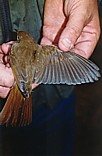 Etelänsatakieli (Luscinia megarhynchos) +1-kv., Mustasaari, Norrskär 29.09.1999. Kuva: Aarne Lahti.