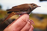 Etelänsatakieli (Luscinia megarhynchos) +1-kv., Mustasaari, Norrskär 29.09.1999. Kuva: Aarne Lahti. Etelänsatakieli (Luscinia megarhynchos) +1-kv., Mustasaari, Norrskär 29.09.1999. Kuva: Aarne Lahti.