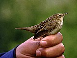 Viirusirkkalintu (Locustella lanceolata), Mustasaari, Panike 06.1998. Kuva: Aarne Lahti.