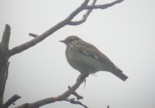 Kangaskiuru (Lullula arborea) 06.2005 Vaasa, Höstvesi. Kuva: Aarne Lahti.