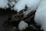 J&auml;nk&auml;kurppa (Lymnocryptes minimus) 27.12.2009 Vaasa, Huutoniemi. Kuva: Aarne Lahti.
