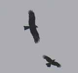 Haarahaukka (Milvus migrans) ja varis (Corvus corone cornix) 01.06.2006 Vaasa, Söderfjärden. Kuva: Jouni Kannonlahti. Haarahaukka (Milvus migrans) ja varis (Corvus corone cornix) 01.06.2006 Vaasa, Söderfjärden. Kuva: Jouni Kannonlahti.