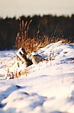 Tunturip&ouml;ll&ouml; (Nyctea scandiaca) 1-kv. naaras, Vaasa, S&ouml;derfj&auml;rden 02.12.1999. Kuva: Aarne Lahti.