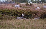 Tunturip&ouml;ll&ouml; (Nyctea scandiaca) 2-kv. koiras, Mustasaari, Norrsk&auml;r 07.2000. Kuva: Aarne Lahti.