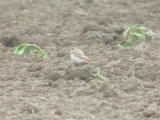 Kivitasku (Oenanthe oenanthe) 26.07.2005, Vaasa-Mustasaari, Söderfjärden. Kuva: Joel Karvonen. Tämä yksilö aiheutti aluksi hieman määritysvaikeuksia. Kivitasku (Oenanthe oenanthe) 26.07.2005, Vaasa-Mustasaari, Söderfjärden. Kuva: Joel Karvonen. Tämä yksilö aiheutti aluksi hieman määritysvaikeuksia.