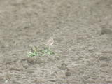 Kivitasku (Oenanthe oenanthe) 26.07.2005, Vaasa-Mustasaari, Söderfjärden. Kuva: Joel Karvonen. Tämä yksilö aiheutti aluksi hieman määritysvaikeuksia. Kivitasku (Oenanthe oenanthe) 26.07.2005, Vaasa-Mustasaari, Söderfjärden. Kuva: Joel Karvonen. Tämä yksilö aiheutti aluksi hieman määritysvaikeuksia.