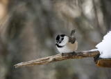 Töyhtö- ja hömötiaisen risteymä (Parus cristatus x montanus) 21.01.2007 Vaasa, Vanha Vaasa. Kuva: Pekka Mäkynen.