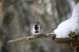 Töyhtö- ja hömötiaisen risteymä (Parus cristatus x montanus) 21.01.2007 Vaasa, Vanha Vaasa. Kuva: Pekka Mäkynen.