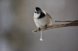 Töyhtö- ja hömötiaisen risteymä (Parus cristatus x montanus) 21.01.2007 Vaasa, Vanha Vaasa. Kuva: Pekka Mäkynen.