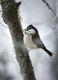 Töyhtö- ja hömötiaisen risteymä (Parus cristatus x montanus) 21.01.2007 Vaasa, Vanha Vaasa. Kuva: Pekka Mäkynen.