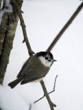 Töyhtö- ja hömötiaisen risteymä (Parus cristatus x montanus) 21.01.2007 Vaasa, Vanha Vaasa. Kuva: Pekka Mäkynen.