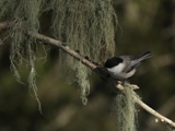 Hömötiainen (Parus montanus) 19.03.2009 Mustasaari, Rimal. Kuva: Aarne Lahti.