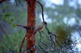 Kuukkeli (Perisoreus infaustus) 18.11.2006 Vöyri, Höjsal. Kuva: Aarne Lahti.