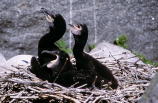 Merimetsonuorukaisia (Phalacrocorax carbo) Merenkurkun saaristossa heinäkuussa 2001. Kuva: Aarne Lahti. Merimetsonuorukaisia (Phalacrocorax carbo) Merenkurkun saaristossa heinäkuussa 2001. Kuva: Aarne Lahti.