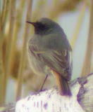 Mustaleppälintu (Phoenicurus ochruros) 1/ 18.04.2004, Korsnäs, Södra Björkö. Kuva: Aleksis Hahn.