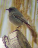 Mustaleppälintu (Phoenicurus ochruros) 1/ 18.04.2004, Korsnäs, Södra Björkö. Kuva: Aleksis Hahn. Mustaleppälintu (Phoenicurus ochruros) 1/ 18.04.2004, Korsnäs, Södra Björkö. Kuva: Aleksis Hahn.