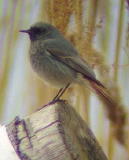 Mustaleppälintu (Phoenicurus ochruros) 1/ 18.04.2004, Korsnäs, Södra Björkö. Kuva: Aleksis Hahn.