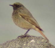 Mustaleppälintu (Phoenicurus ochruros) 1/ 18.04.2004, Korsnäs, Södra Björkö. Kuva: Aleksis Hahn. Mustaleppälintu (Phoenicurus ochruros) 1/ 18.04.2004, Korsnäs, Södra Björkö. Kuva: Aleksis Hahn.