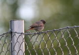 Mustaleppälintu (Phoenicurus ochruros) 06.06.2006 Vaasa, Vaskiluoto. Kuva: Tommy Södergård.