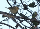 Kashmirinuunilintu (Phylloscopus humei) 11.10.2008 Mustasaari, Norrskär. Kuva: Aarne Lahti.