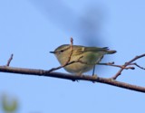 Kashmirinuunilintu (Phylloscopus humei) 11.10.2008 Mustasaari, Norrskär. Kuva: Aarne Lahti.