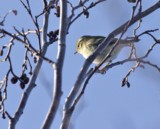 Taigauunilintu (Phylloscopus inornatus) 08.10.2008 Mustasaari, Norrskär. Kuva: Aarne Lahti.