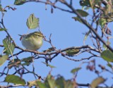 Taigauunilintu (Phylloscopus inornatus) 08.10.2008 Mustasaari, Norrskär. Kuva: Aarne Lahti.