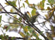 Hippiäisuunilintu (Phylloscopus proregulus) 07.10.2007 Mustasaari, Östra Norrskär. Kuva: Aarne Lahti.