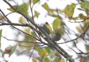 Hippiäisuunilintu (Phylloscopus proregulus) 07.10.2007 Mustasaari, Östra Norrskär. Kuva: Aarne Lahti.