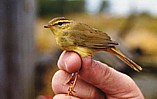 Siperianuunilintu (Phylloscopus schwarzi), Mustasaari, Norrskär 29.09.1999. Kuva: Aarne Lahti. Siperianuunilintu (Phylloscopus schwarzi), Mustasaari, Norrskär 29.09.1999. Kuva: Aarne Lahti.