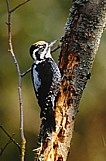 Pohjantikka (Picoides tridactylus), Mustasaari, Norrsk&auml;r 16.10.1998. Kuva: Aarne Lahti.