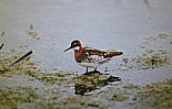 Vesip&auml;&auml;sky (Phalaropus lobatus) naaras, Korsn&auml;s, V&auml;stanlid 06.1998. Kuva: Aarne Lahti.