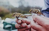 Kirjosiipi- ja hippiäisuunilintu (Phylloscopus inornatus + Phylloscopus proregulus), Mustasaari, Östra Norrskär 04.10.1992. Kuva: Aarne Lahti.