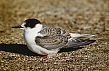 Lapintiira (Sterna paradisaea) juv., Mustasaari, Norrsk&auml;r 09.1997. Kuva: Aarne Lahti.