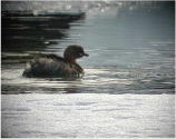 Pikku-uikku (Tachybaptus ruficollis) 30.03.2002, Vaasa, Vaskiluoto. Kuva: Ari Veijalainen. Pikku-uikku (Tachybaptus ruficollis) 30.03.2002, Vaasa, Vaskiluoto. Kuva: Ari Veijalainen.