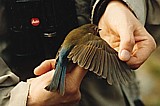 Sinipyrstö (Tarsiger cyanurus), Mustasaari, Östra Norrskär 10.1995. Kuva: Arto Keskinen.