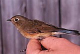 Sinipyrstö (Tarsiger cyanurus) 1-kv., Mustasaari, Norrskär 12.09.2000. Kuva: Aarne Lahti. Sinipyrstö (Tarsiger cyanurus) 1-kv., Mustasaari, Norrskär 12.09.2000. Kuva: Aarne Lahti.