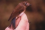 Sinipyrstö (Tarsiger cyanurus), Mustasaari, Norrskär 24.09.1990. Kuva: Aarne Lahti.