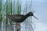 Mustaviklo (Tringa erythropus) 23.07.2007 Vaasa, &Ouml;skatan. Kuva: Aarne Lahti.