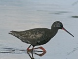 Mustaviklo (Tringa erythropus) 23.07.2007 Vaasa, &Ouml;skatan. Kuva: Aarne Lahti.