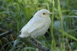 Räkättirastas (Turdus pilaris) 06.2007 Vaasa, Isolahti. Poikkeavan värinen poikanen. Kuva: Jan Nyman.