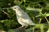 Räkättirastas (Turdus pilaris) leukistinen 06/2007 Vaasa, Isolahti. Kuva: Jan Nyman.